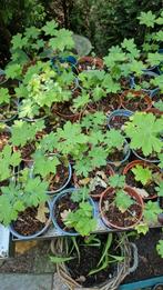 ooievaarsbek groenblijvende bodembedekker, Tuin en Terras, Planten | Tuinplanten, Ophalen, Bodembedekkers, Vaste plant, Halfschaduw