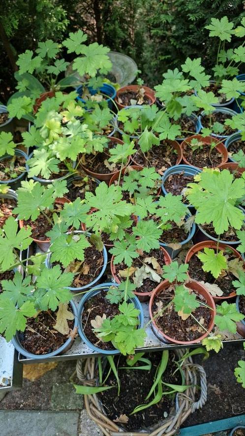 ooievaarsbek groenblijvende bodembedekker, Tuin en Terras, Planten | Tuinplanten, Vaste plant, Bodembedekkers, Halfschaduw, Lente
