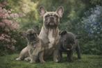 Franse bulldog pups, 8 tot 15 weken, Bulldog, Meerdere, Meerdere dieren