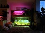 VEEL Aquaria en Veel bijzondere vissen ter overname, Dieren en Toebehoren, Vissen | Aquariumvissen, Vis