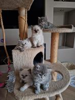 Ragdoll x Britse langhaar kittens, Dieren en Toebehoren, Meerdere dieren, Ontwormd