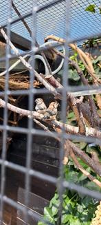 Bichenow, Dieren en Toebehoren, Vogels | Overige Vogels, Meerdere dieren, Tropenvogel