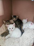 Lieve Britse Korthaar  Turkse Angora kittens, Dieren en Toebehoren, Meerdere dieren, Ontwormd, 0 tot 2 jaar