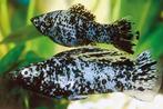 Hoogvinkarper Dalmatier - Black Mollie's voor het aquarium, Vis, Zoetwatervis