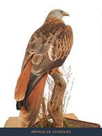 GEZOCHT Opgezette rode wouw taxidermie vogel, Ophalen of Verzenden, Zo goed als nieuw, Vogel, Opgezet dier