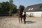 Trailerlaadtraining, Longeren met dubbele lijnen, zadelmak, Dieren en Toebehoren, Ophalen of Verzenden, Nieuw