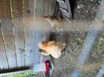 3 zijdehoen hennen, Dieren en Toebehoren, Vrouwelijk, Kip