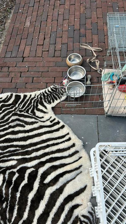 Totaalpakket voor een puppy/hond (ren, hok, benches etc)., Dieren en Toebehoren, Hondenhokken, Gebruikt, Hondenhok, Minder dan 65 cm