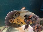 Pauwoogcichlide, Dieren en Toebehoren, Vis, Zoetwatervis