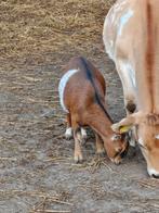 2 dwerggeiten en 1 schaap ooi, Dieren en Toebehoren, Schapen, Geiten en Varkens, Vrouwelijk, Geit, 0 tot 2 jaar