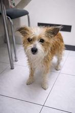 Unieke Naakthond x Yorky te koop, België, Particulier, 15 weken tot 1 jaar, Overige rassen