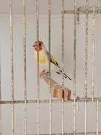 Majoor putters, Meerdere dieren, Wildzangvogel