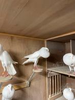 Brunner kropper, Dieren en Toebehoren, Vogels | Duiven, Meerdere dieren, Overige soorten