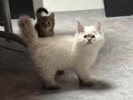 Prachtig ragdoll x britse korthaar katertje kitten, Dieren en Toebehoren, Katten en Kittens | Raskatten | Langhaar, Kater, Gechipt