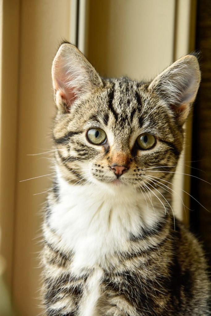 2 Lieve kittens te koop!!, Dieren en Toebehoren, Katten en Kittens | Overige Katten, Poes, 0 tot 2 jaar