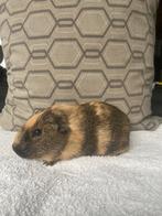 Grijsagouti creme bont california beertje, Cavia, Mannelijk, Tam, Oktober