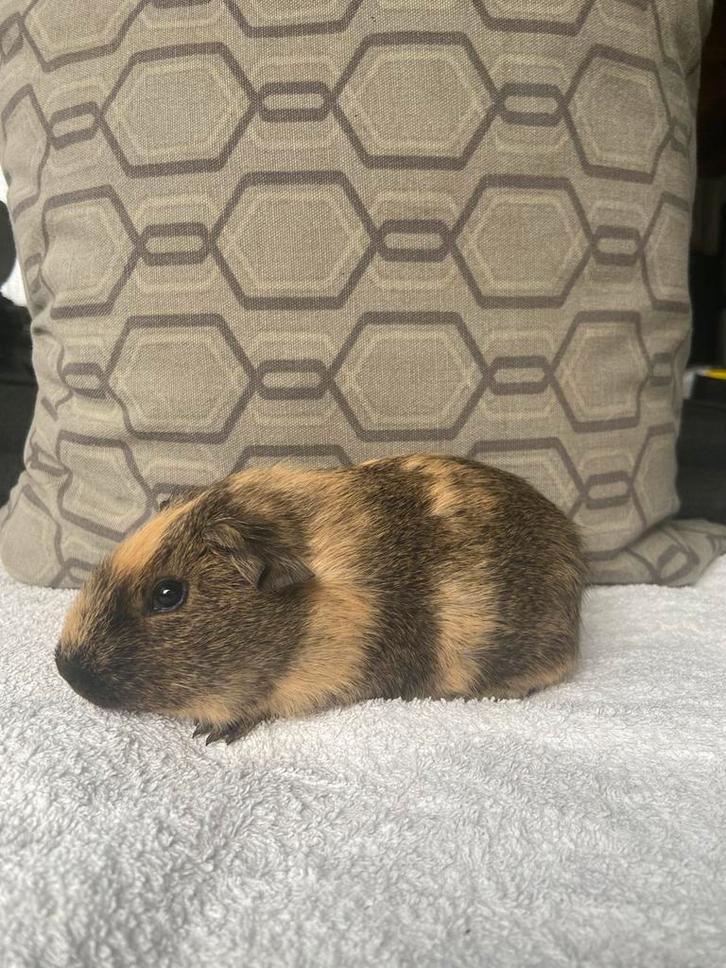 Grijsagouti creme bont california beertje, Dieren en Toebehoren, Knaagdieren, Mannelijk, Cavia, Oktober, Tam