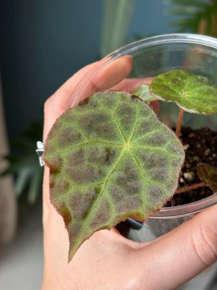 Begonia Goegoensis, Huis en Inrichting, Kamerplanten, Minder dan 100 cm, Halfschaduw, Ophalen of Verzenden