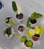 Kamerplanten mini's pakket, Overige soorten, Minder dan 100 cm, Ophalen of Verzenden, Halfschaduw