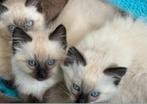 Kittens ragdoll X seal point, Meerdere dieren