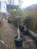 Olijfbomen met mooie dikke stam, Tuin en Terras, Volle zon, Ophalen of Verzenden, 100 tot 250 cm, Olijfboom