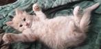 Noorse boskat kruising kittens, Dieren en Toebehoren, Katten en Kittens | Raskatten | Langhaar, Kater, Ontwormd, 0 tot 2 jaar