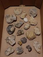 Schelpen fossielen, Verzamelen, Mineralen en Fossielen, Ophalen of Verzenden, Schelp(en)