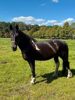 100% betuigde merrie barock pinto, Dieren en Toebehoren, Zadelmak, 160 tot 165 cm, 11 jaar of ouder, Recreatiepaard