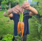 Moestuin Leidschendam - Voorburg (Essesteijn) Volkstuin, Ophalen, Volle zon