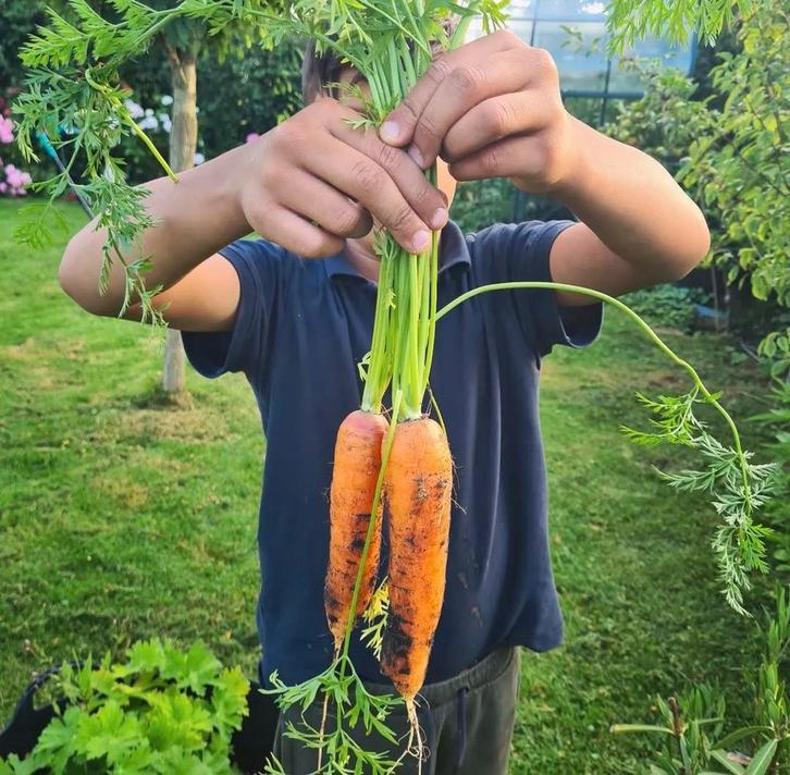 Moestuin Leidschendam - Voorburg (Essesteijn) Volkstuin, Tuin en Terras, Bloembollen en Zaden, Volle zon, Ophalen