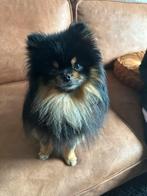 Pomeriaan reu te koop, Dieren en Toebehoren, Honden | Herdershonden en Veedrijvers, Rabiës (hondsdolheid), Eén hond, 3 tot 5 jaar