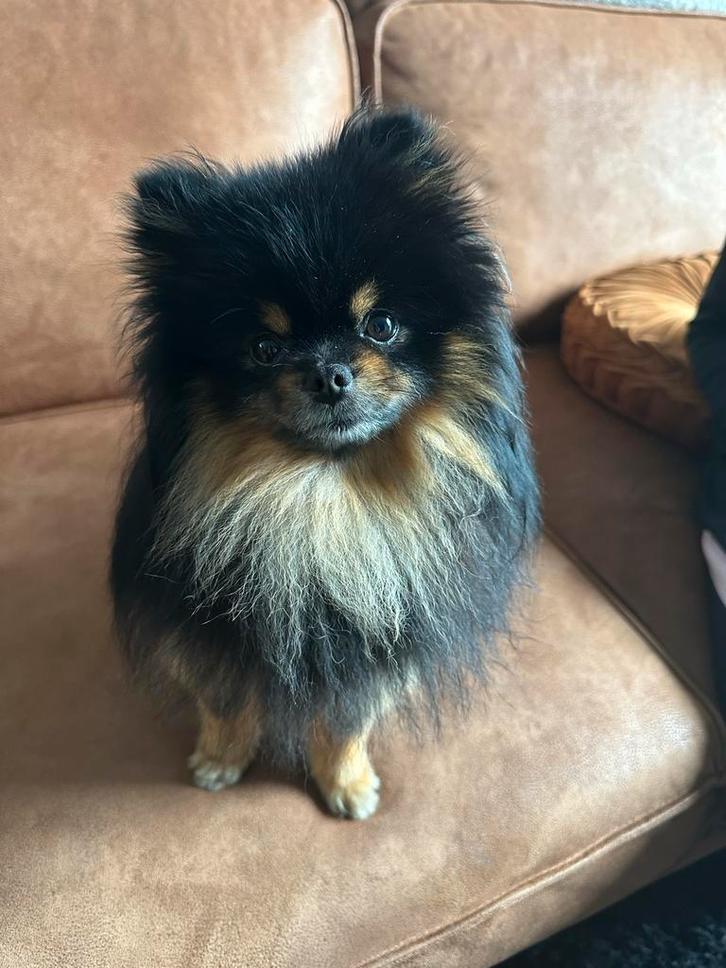 Pomeriaan reu te koop, Dieren en Toebehoren, Honden | Herdershonden en Veedrijvers, Reu, Overige rassen, Particulier, Eén hond