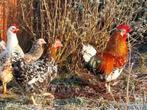 8 kippen, Zweedse bloemkip, cochin, wyandot, Dieren en Toebehoren, Meerdere dieren, Kip