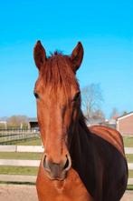 Leuke Spaanse merrie te koop!, Dieren en Toebehoren, Paarden, Zadelmak, 3 tot 6 jaar, 160 tot 165 cm, Recreatiepaard