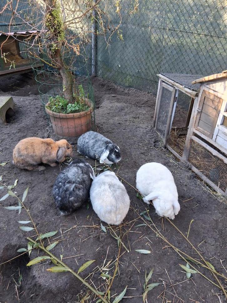 4 franse hangoren, Dieren en Toebehoren, Konijnen, Groot, Meerdere dieren