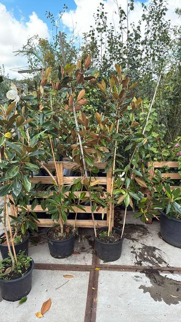 Magnolia Grandi flora littlegem grote stuik nu 39,95 pst beschikbaar voor biedingen