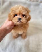 Exclusive Maltipoo F1 pups Babyface!!( Maltezer/Toy Poedel), Rabiës (hondsdolheid), Meerdere, 8 tot 15 weken, Meerdere dieren