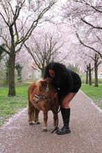 pony ritjes shetlander soest, Dieren en Toebehoren, Stalling en Weidegang