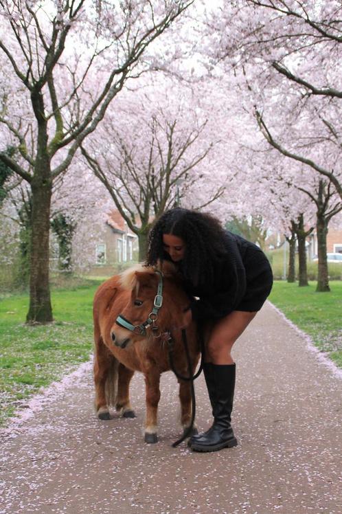 pony ritjes shetlander soest, Dieren en Toebehoren, Stalling en Weidegang