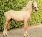 Hele mooie makke palomino pony's, Dieren en Toebehoren, Pony's, Ruin, B pony (1.17m tot 1.27m), Ontwormd, 0 tot 2 jaar