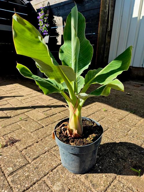 Musella lasiocarpa - bananenplant, Tuin en Terras, Planten | Bomen, Overige soorten, Minder dan 100 cm, Ophalen