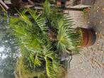 Palmboom, Volle zon, Ophalen of Verzenden, 100 tot 250 cm, Zomer