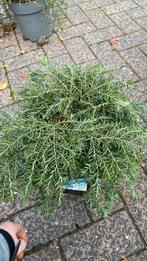 Tsuga ‘canadensis jeddeloh (groenblijvend), Ophalen, Eenjarig, Groenteplanten, Volle zon