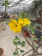 Caudex Uncarina Roeoesliana uit Madagaskar 180cm hoog, Huis en Inrichting, Kamerplanten, Ophalen, Overige soorten, In pot, Bloeiende kamerplant