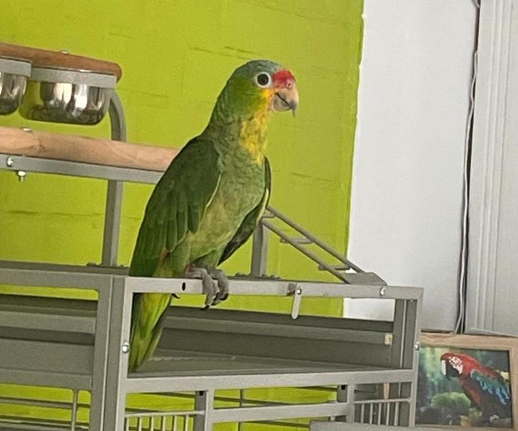 Jonge tamme baby Geelwangamazone, Dieren en Toebehoren, Vogels | Parkieten en Papegaaien, Papegaai, Geslacht onbekend, Tam, Geringd