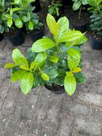 Laurier, Ophalen, Laurier, Haag, Minder dan 100 cm