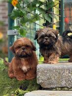 Shih Tzu pupjes, Dieren en Toebehoren, België, Overige rassen, CDV (hondenziekte), 8 tot 15 weken