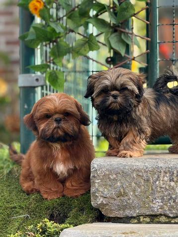 Shih Tzu pupjes beschikbaar voor biedingen
