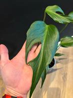 Monstera Burle Marx Flame - Zeldzame kamerplant, Huis en Inrichting, Kamerplanten, Ophalen, Overige soorten, Halfschaduw, In pot