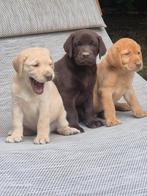 Te koop bijzondere  mooie bruine en blonde labradorpups., Labrador retriever, Meerdere, Meerdere dieren, Nederland